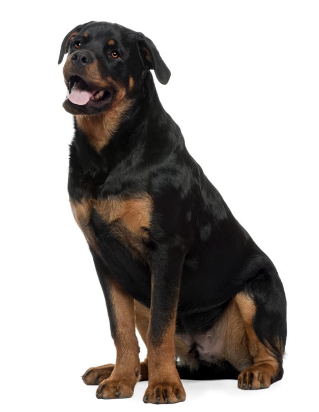Noms pour Rottweiler : 75 noms drôles, beaux et frappants