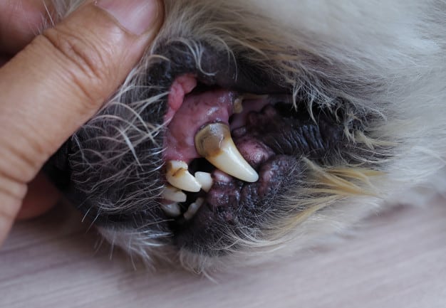 Blogas šuns burnos kvapas: kaip jo atsikratyti?