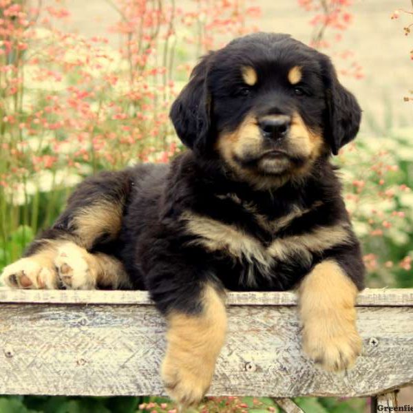 Golden Mountain Dog - Profil Ras Lengkap