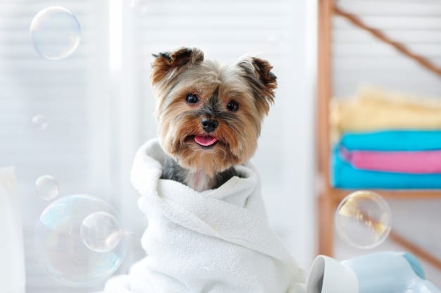 V jakém věku lze kastrovaného psa koupat?
