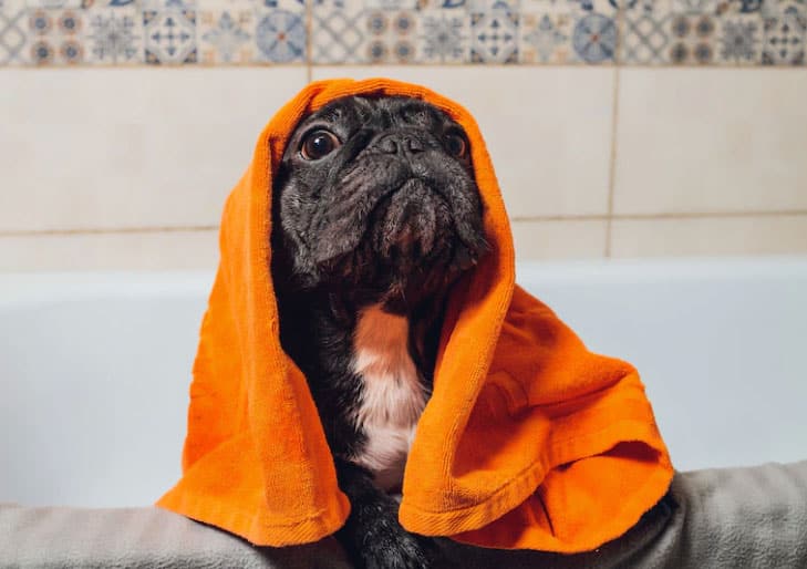 Kan man bruge menneskeshampoo til hunde? Forstået!