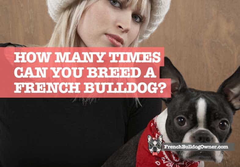¿Cuántas veces se puede criar un Bulldog Francés?