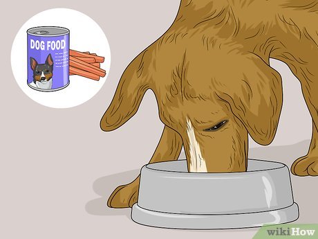 Как да накараме болното куче да се храни - Trusted Solutions