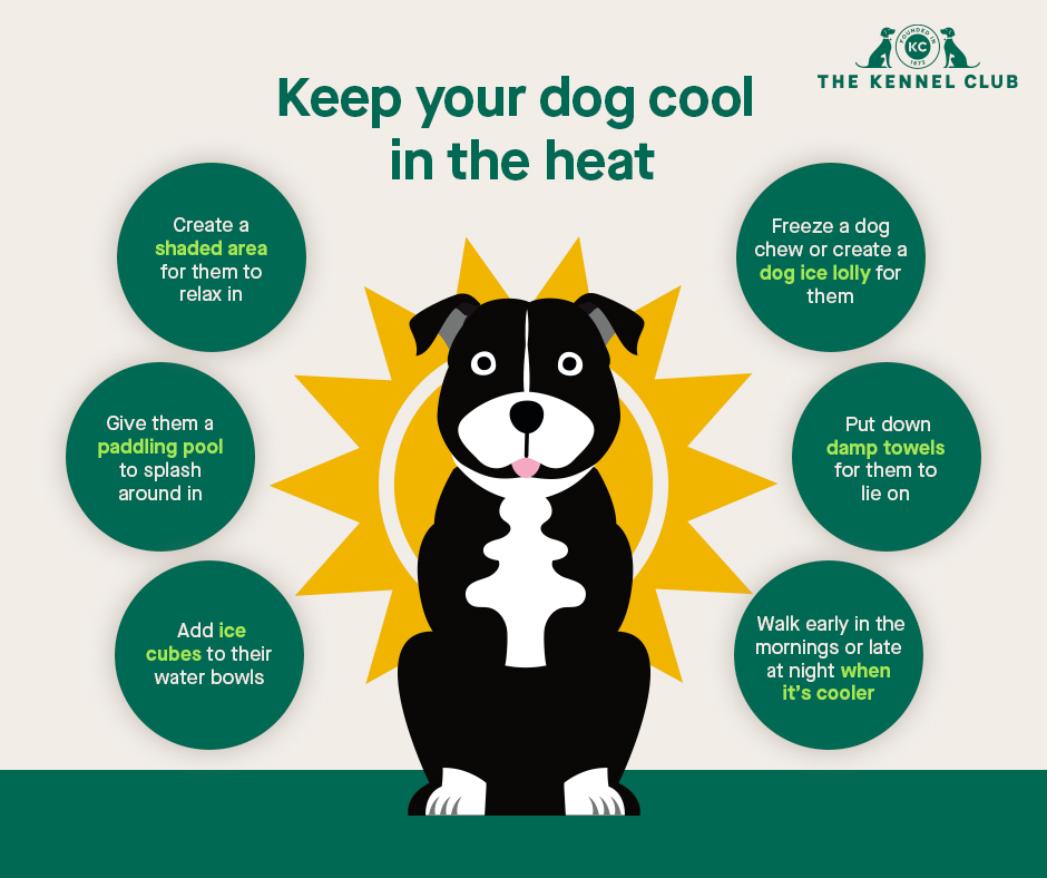 Hur du håller din hund sval - Sommartips för hela året runt