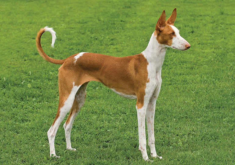 伊比利亚猎犬：敏捷而快速的犬种