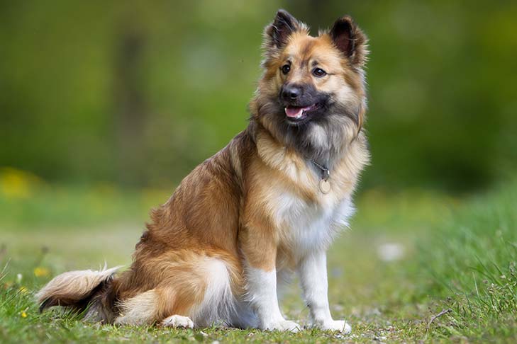 Perro pastor islandés - Perfil completo de la raza