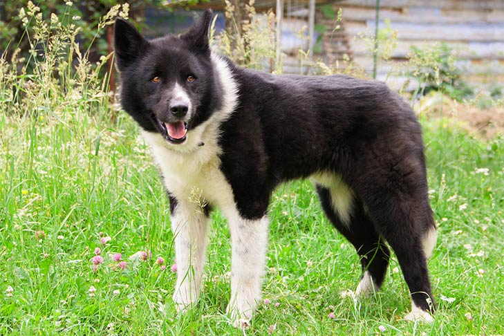 Karelian Bear Dog - Profil complet de rasă