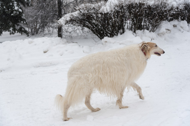 Кучета с дълги носове: 14 породи, които ще ви харесат