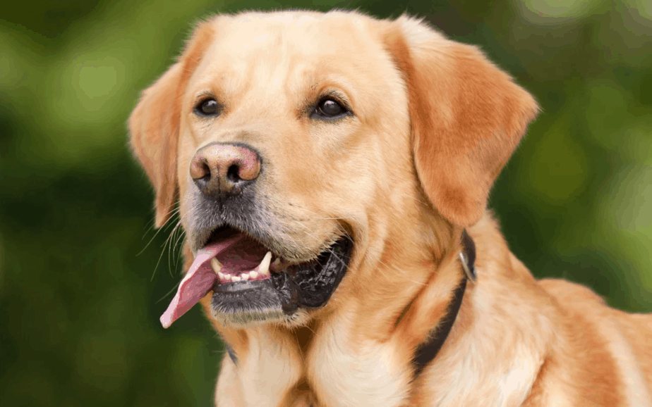 Anak Anjing Besar yang Lucu: Lihat 10 Ras Populer
