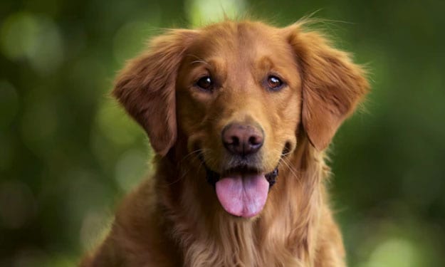 Razas de cachorros cariñosos - 10 sugerencias para que llame a su "mejor amigo