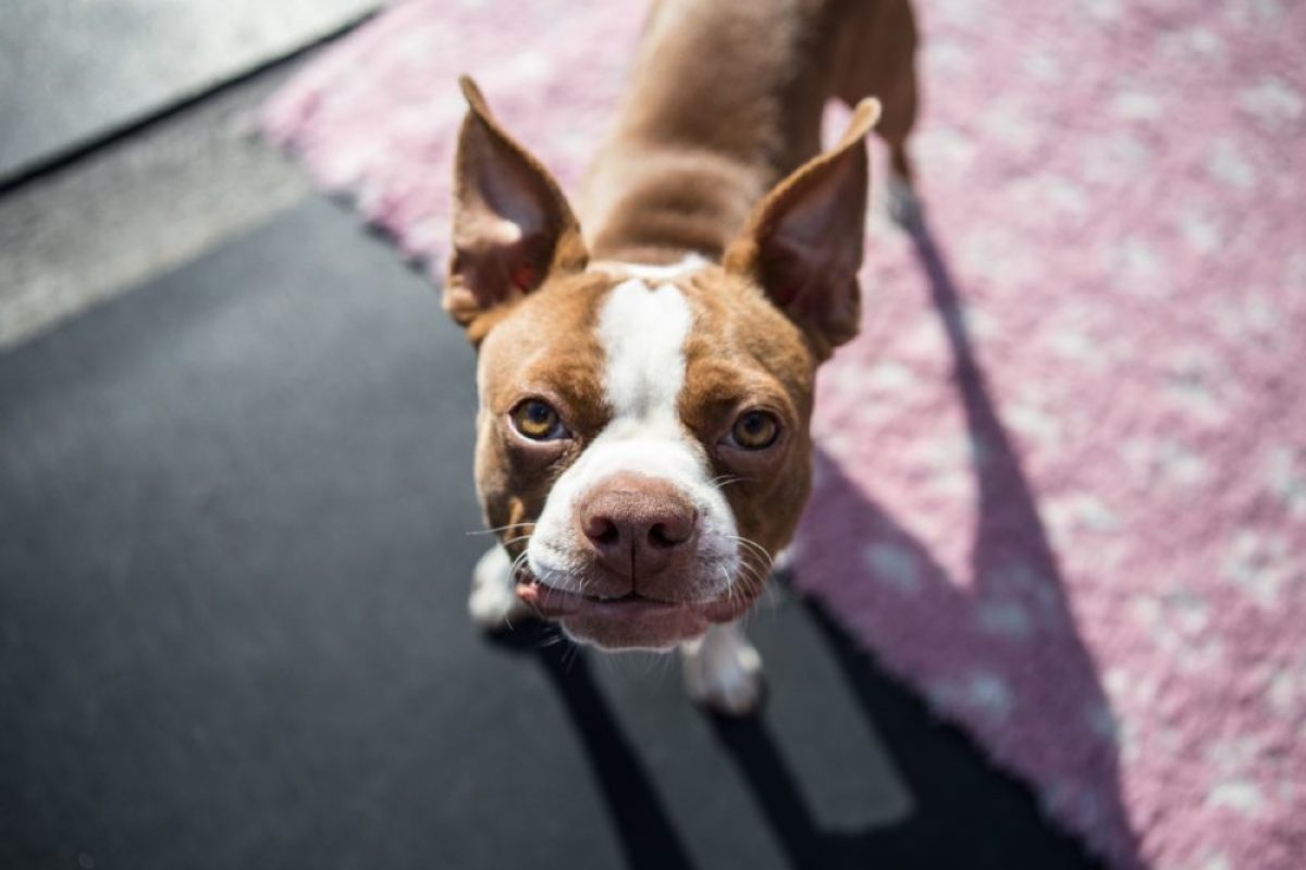 Pinkelt Ihr Hund, wenn Sie nach Hause kommen? Hier sind einige Tipps!