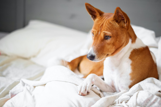 15 найспокійніших порід собак