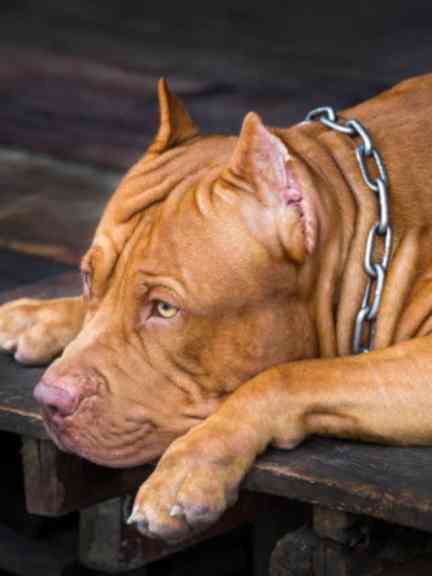 Anjing Berotot: Temui ras yang paling populer