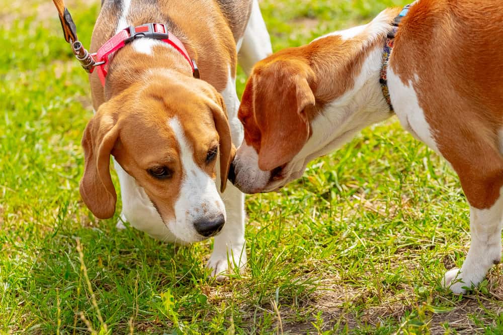 Anjing dengan indera penciuman yang paling kuat: Lihatlah 14 ras ini!