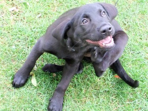 4 consejos para hidratar la piel seca del perro