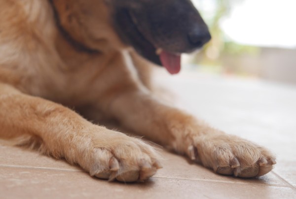 Cuidados que debemos tener para evitar que los perros resbalen en suelos más lisos