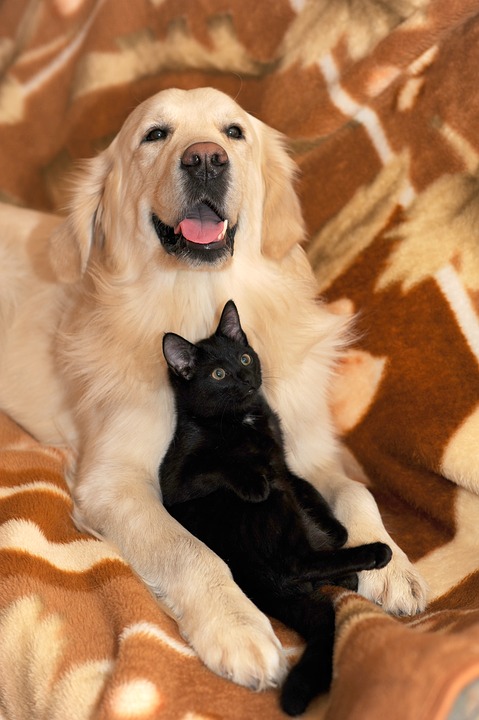 10 kutyafajta, amelyek hajlamosak a macskákkal való barátságra