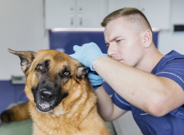 10 Dažniausiai pasitaikantys šunų ligų simptomai