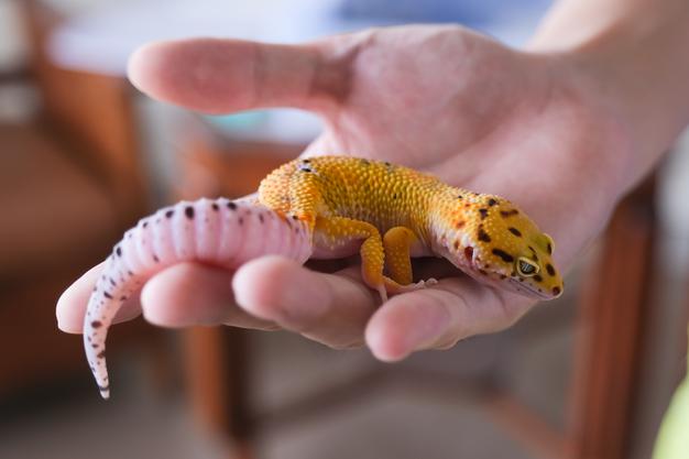 Gecko Leopard: en resa in i de färgglada reptilernas värld