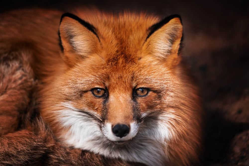 Червена лисица: запознайте се с най-интересните факти