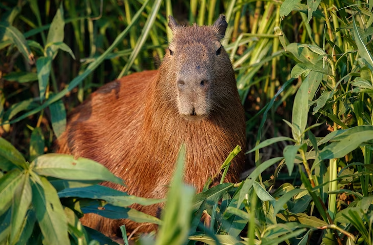 Capybara: Lõuna-Ameerika suurim näriline - kõik, mida pead teadma