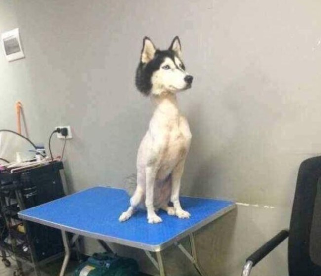 La photo d'un Husky sibérien au corps rasé suscite la controverse sur Internet