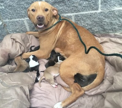 Pitbull-mor og hendes nyfødte hvalpe bliver efterladt foran et internat