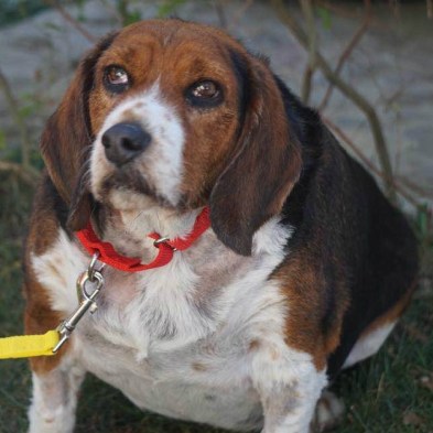 Hund, der blev forladt, fordi den var gammel og fed, får behandling