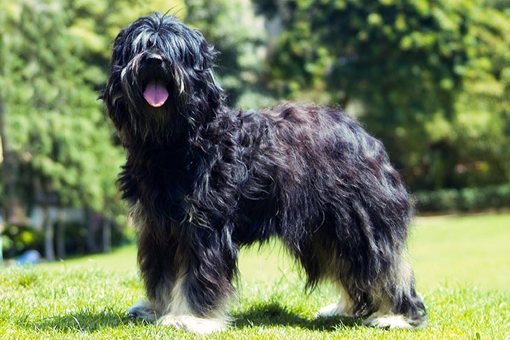 Câine ciobănesc portughez - Profil complet de rasă