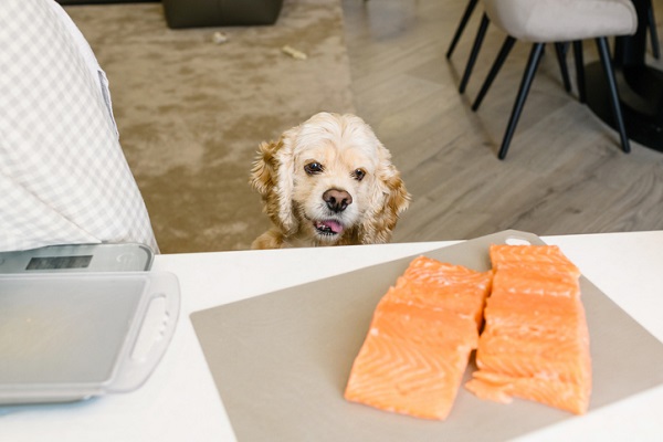 Dapatkah saya memberikan salmon kepada anjing saya?