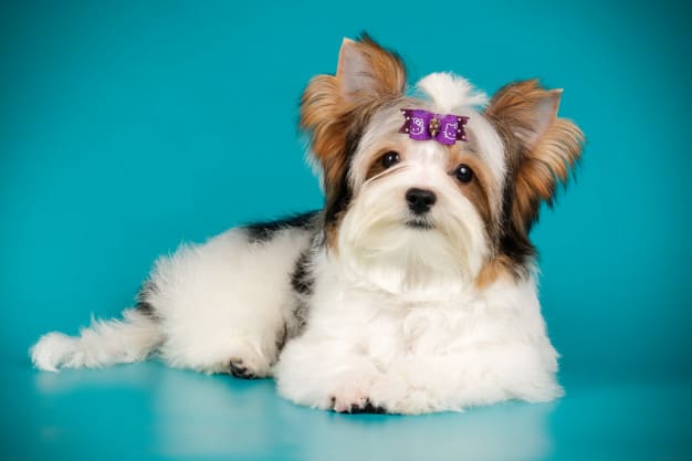 Biewer Terrier: un perro pequeño, pero con una personalidad muy viva
