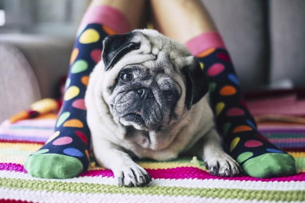 Koerad, kes võtavad kiiresti kaalus juurde: Tutvu 8 tõuga