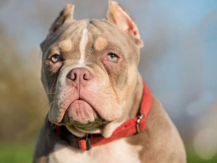 American Bully - Is deze hond iets voor jou? Leer meer over hem!