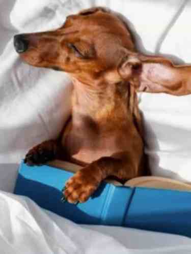 Dorgi: la mezcla de Corgi y teckel, un cachorro que quiere ser rey