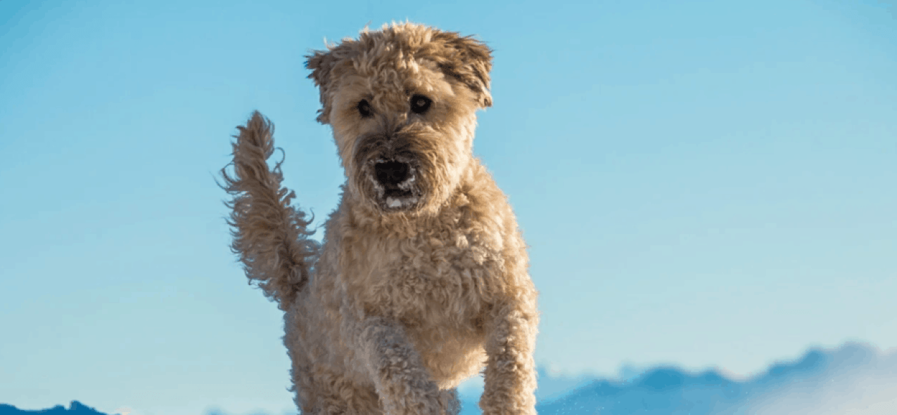 Soft Coated Wheat Terrier: Pelajari semua tentang ras ini!