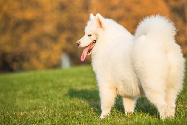 Perros rusos: ¿Conoce la raza de su perro? ¡Descúbralo!