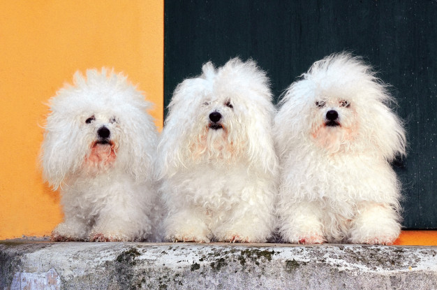 9 našich oblíbených psů z Itálie