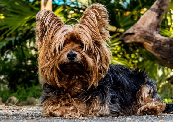 Порода цуценят мініатюрних собак: знайомство з найпопулярнішими породами