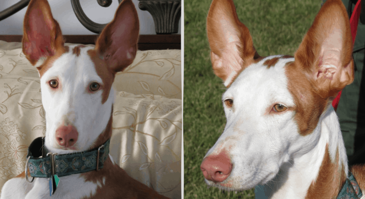 Ibizan Hound: anjing pemburu yang sangat langka