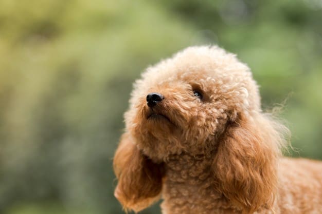 贵宾犬微型玩具：温柔多情的幼犬的特点