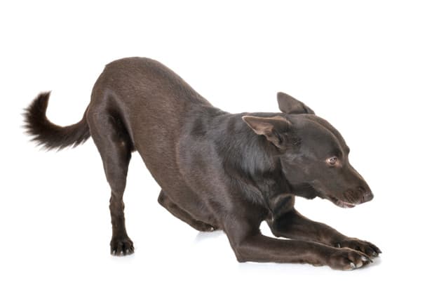 澳大利亚凯尔比犬：具有高度忠诚度的俏皮犬种