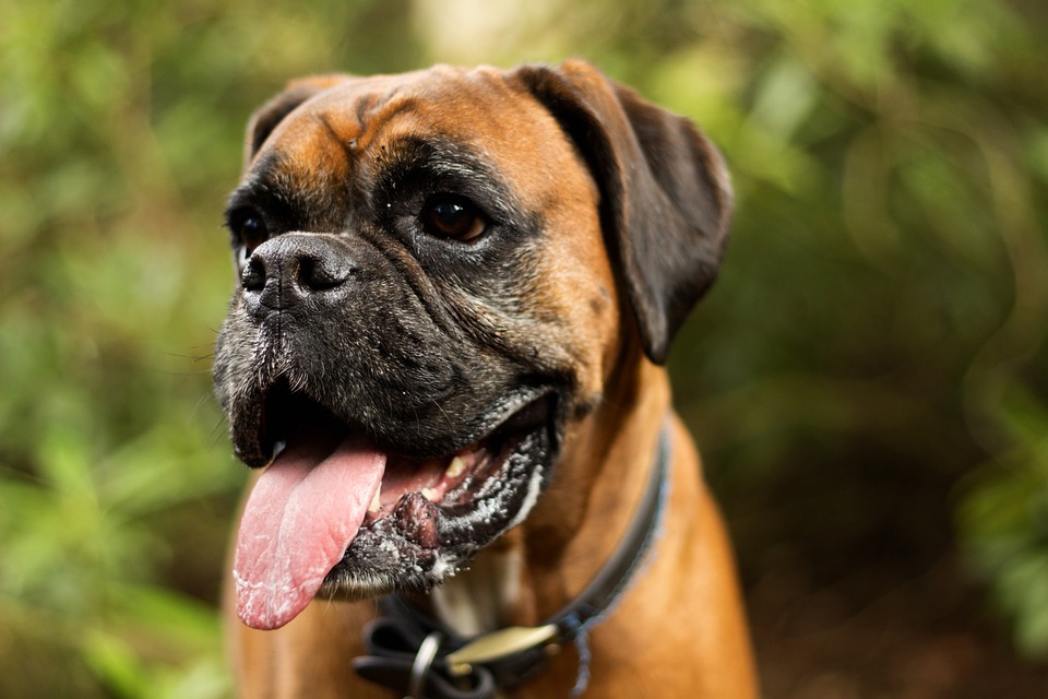 Кученце боксер: 8 любопитни факти за породата!
