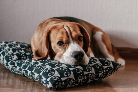 Beagle'ım saf bir cins mi? İşte nasıl öğreneceğiniz!
