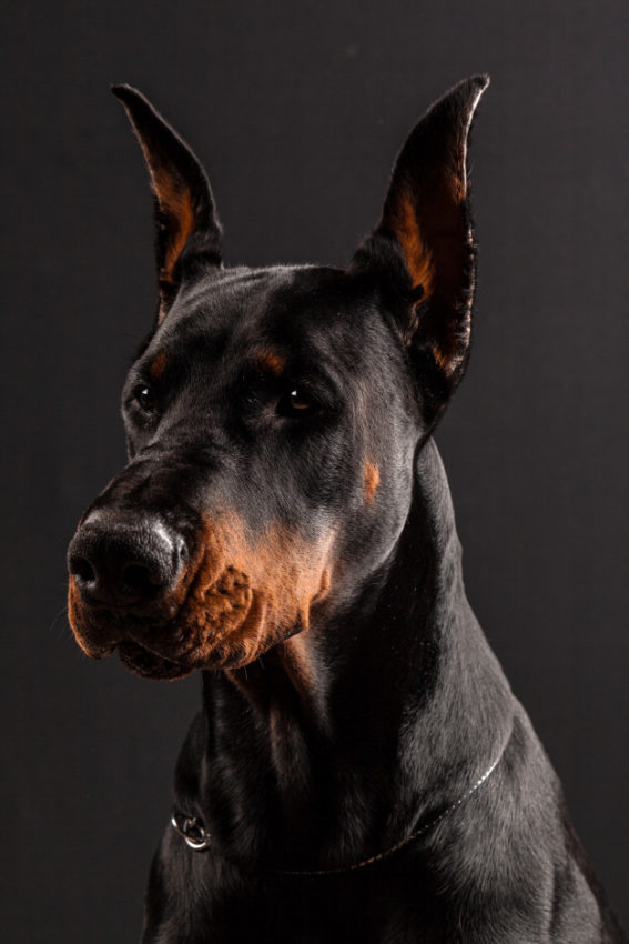 Dobermann-hvalp: 16 kuriositeter om hunden