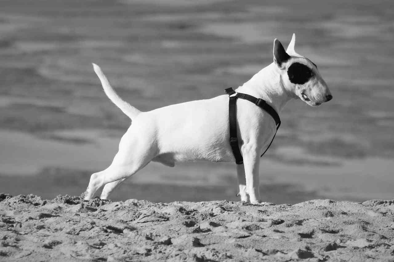 Storia del Bull Terrier: come è nata la razza?