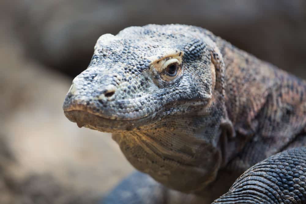 Dragón de Komodo: 8 datos sobre este animal potencialmente mortal