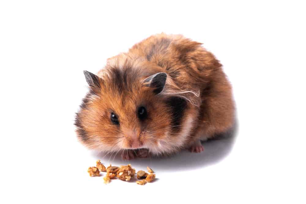 Hamster Suriah: 12 keingintahuan tentang hewan peliharaan ini!