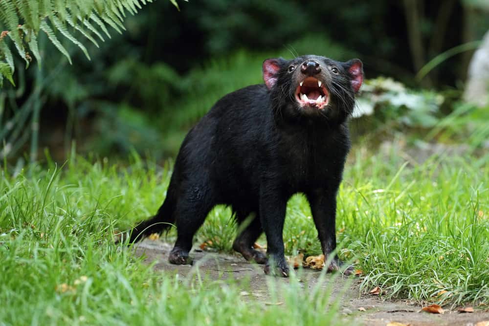 Tasmanian Devil: Alt om hans livsstil