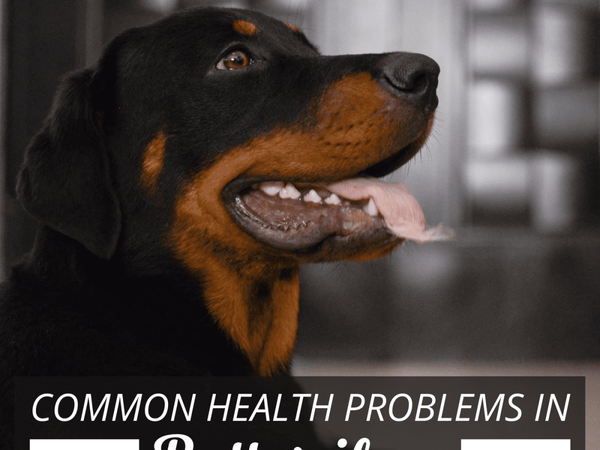 Rottweiler terveysongelmat - Yleiset terveysongelmat Rottweilerit