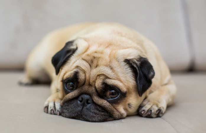 Penisontsteking bij honden: oorzaken, symptomen en behandeling
